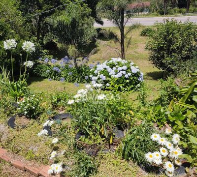 Sítio, 3 quartos, 5000 m² - Foto 4