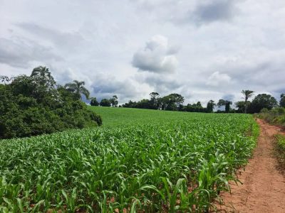 Terreno, 7 hectares - Foto 4