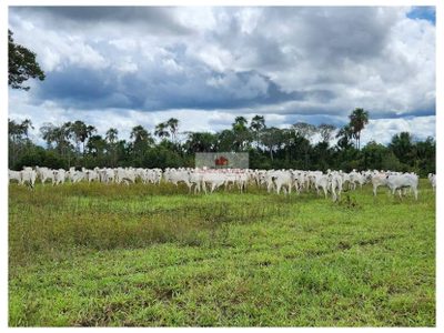 Fazenda, 5800 m² - Foto 3