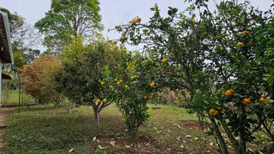 Chácara, 4 quartos - Foto 5