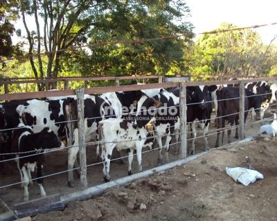 Fazenda, 28 hectares - Foto 4