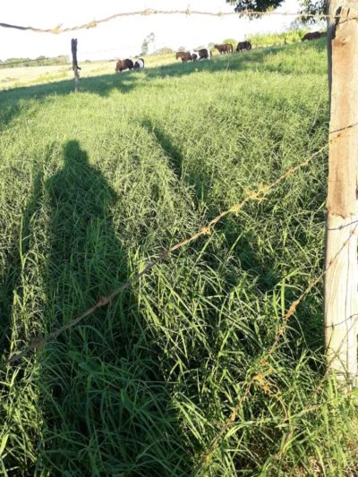 Fazenda - Foto 4