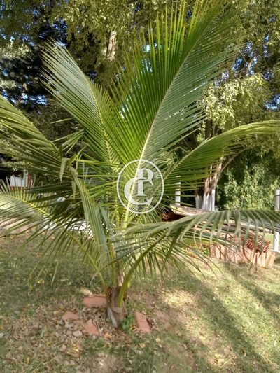 Chácara, 3 quartos, 1 hectares - Foto 3