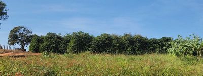 Fazenda, 126 hectares - Foto 2