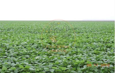 Fazenda, 2 hectares - Foto 2