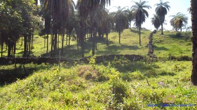 Sítio, 4 quartos, 21 hectares - Foto 4
