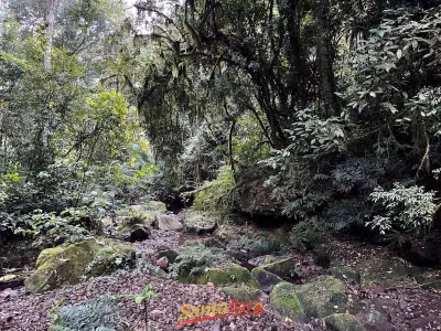 Chácara, 45 hectares - Foto 1