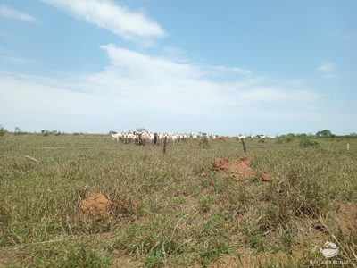 Fazenda, 97 hectares - Foto 4