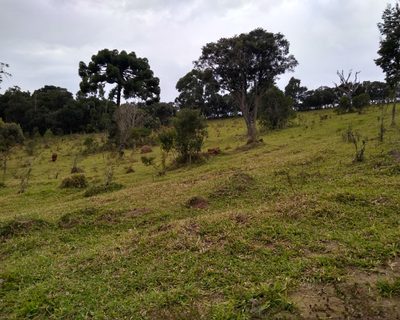 Chácara, 3 hectares - Foto 1