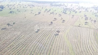 Fazenda, 646 hectares - Foto 4
