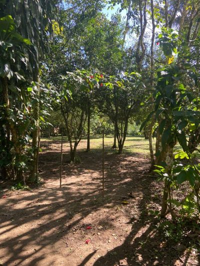 Terreno, 2 hectares - Foto 2