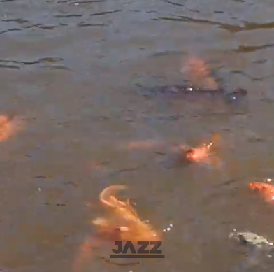 Sítio, 1 quarto, 40 m² - Foto 4