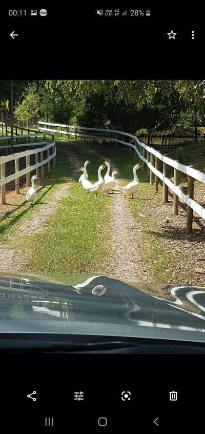 Sítio, 3 quartos, 300 m² - Foto 3