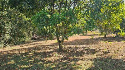 Fazenda, 3 hectares - Foto 4