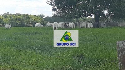 Fazenda, 3308 hectares - Foto 3