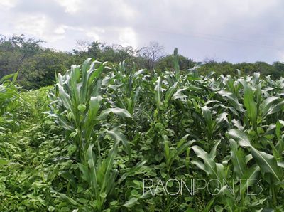 Fazenda, 8 quartos - Foto 2