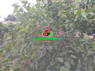 Terreno, 500 m² - Foto 5