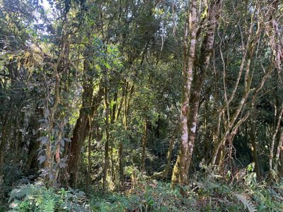 Terreno, 2 hectares - Foto 5