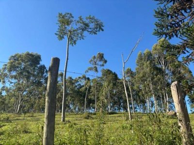 Fazenda - Foto 2
