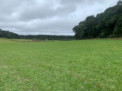 Terreno, 4 hectares - Foto 1