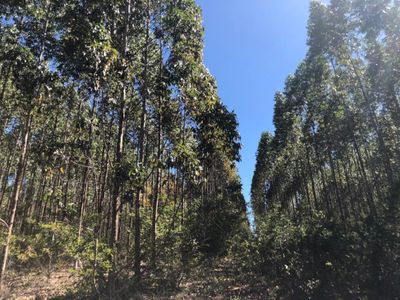 Fazenda, 1636 hectares - Foto 2