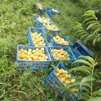 Sítio, 2 quartos - Foto 5