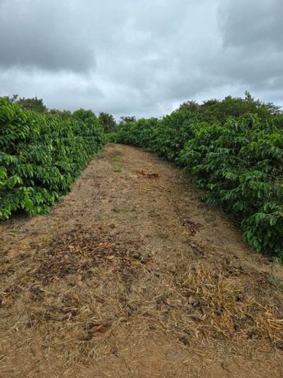 Fazenda, 256 hectares - Foto 2