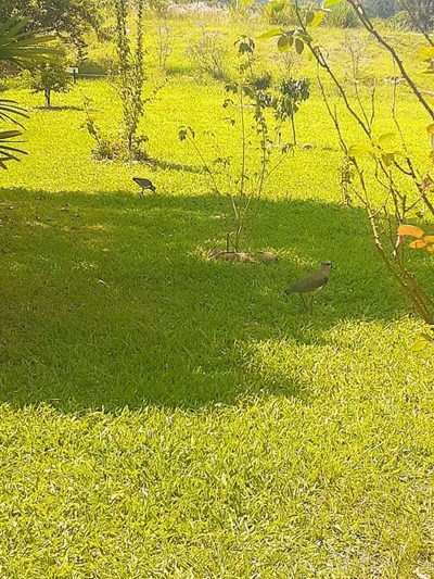 Chácara, 2 quartos, 167 m² - Foto 5