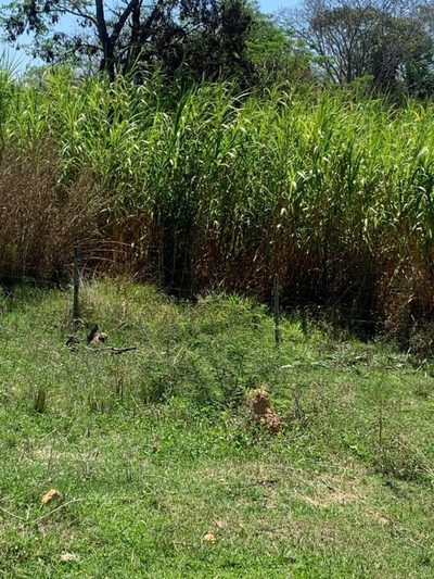 Fazenda, 1 quarto - Foto 4