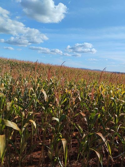 Fazenda, 1225 hectares - Foto 3