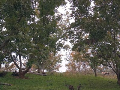 Fazenda, 23 hectares - Foto 5