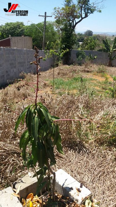 Terreno, 1100 m² - Foto 4