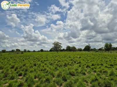 Terreno, 4250 m² - Foto 3