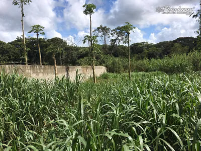 Terreno, 1000 m² - Foto 5