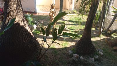 Casa, 3 quartos, 387 m² - Foto 4
