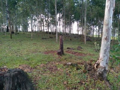 Sítio, 2 quartos, 13 hectares - Foto 4
