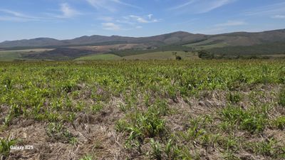 Fazenda, 650 hectares - Foto 3