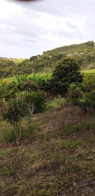 Fazenda, 18 hectares - Foto 4