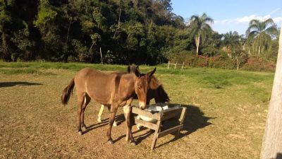 Fazenda, 385 hectares - Foto 4
