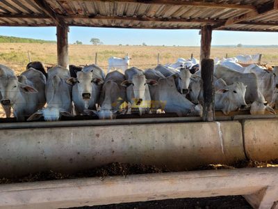 Fazenda, 1200 hectares - Foto 4