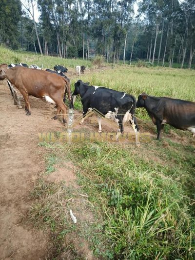 Fazenda, 314 m² - Foto 5