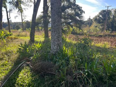 Sítio, 2 quartos, 5000 m² - Foto 5