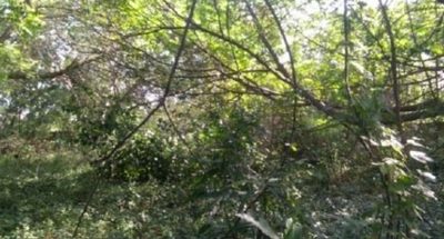 Terreno, 1506 m² - Foto 4