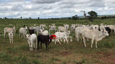 Fazenda, 2199 hectares - Foto 2
