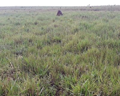 Fazenda, 505 m² - Foto 4