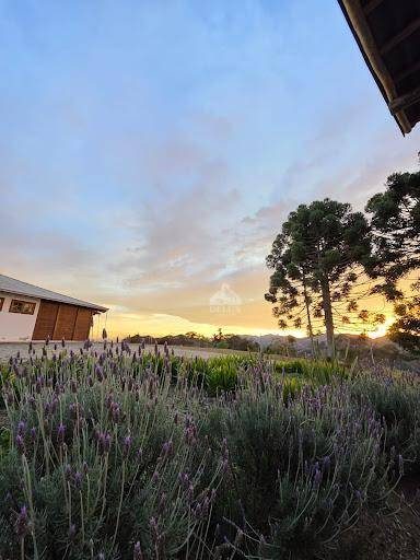 Chácara, 4 quartos, 2 hectares - Foto 4