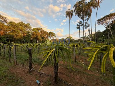 Terreno, 2 hectares - Foto 4