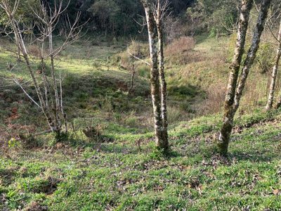 Terreno, 2 hectares - Foto 2