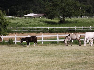 Fazenda, 33 hectares - Foto 2