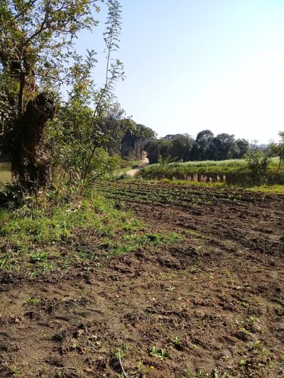 Terreno, 12 hectares - Foto 5